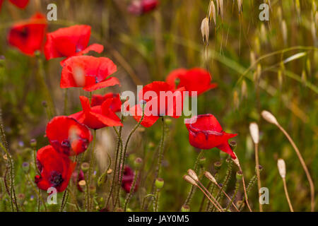 Blühender Roter Mohn Blumen Im Feld Sommer Im Freien Landschaft hintergrund Stockfoto