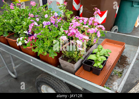 Einkaufswagen Sie voller Blumen in einem Garten-Shop oder Park. Topfpflanzen für den Anbau in öffnen Boden. Stockfoto