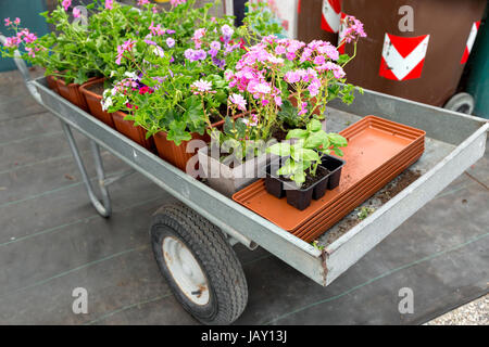 Einkaufswagen Sie voller Blumen in einem Garten-Shop oder Park. Topfpflanzen für den Anbau in öffnen Boden. Stockfoto