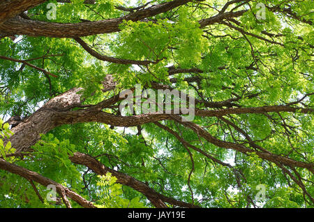 Kentucky Coffeetree Baldachin Nahaufnahme mitten im Sommer Stockfoto