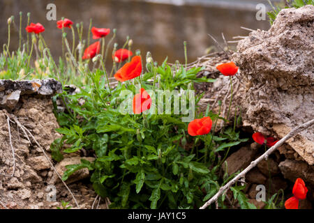 Blühender Roter Mohn Blumen Im Feld Sommer Im Freien Landschaft hintergrund Stockfoto