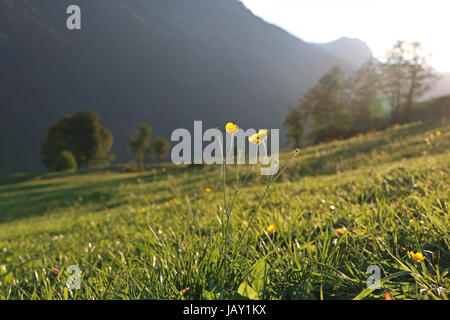 Wandern in Saalbach Hinterglemm Stockfoto