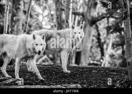 Zwei weiße arktische Wölfe im Wald Stockfoto