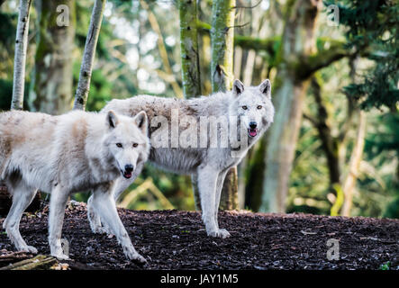 Zwei weiße arktische Wölfe im Wald Stockfoto