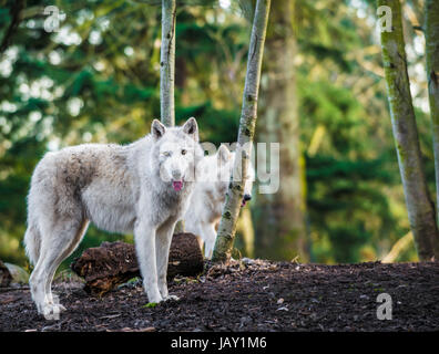 Zwei weiße arktische Wölfe im Wald Stockfoto