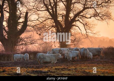 Rinder an einem Winter Morgen, Weston Subedge in der Nähe von Chipping Campden, Gloucestershire, England. Stockfoto