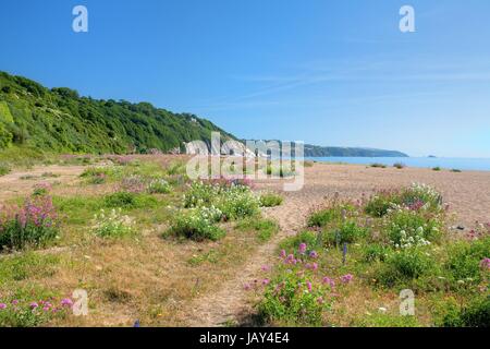 Hübschen Wildblumen auf Slapton Sands im Frühling, Devon, England. Stockfoto