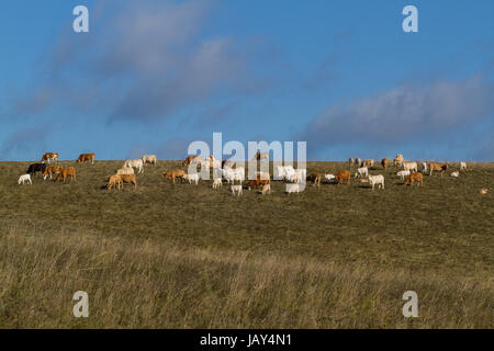 KKuhherde Auf der Wiese Stockfoto