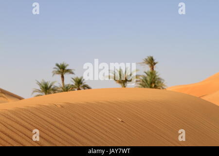 Einsame Palmen in der Wüste Stockfoto