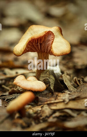 Der Betrüger (Lacktrichterling Laccata) Pilz auf Waldboden Stockfoto