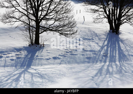 Schatten der einige Brunch auf Schnee bei voller Sonneneinstrahlung genommen. Stockfoto