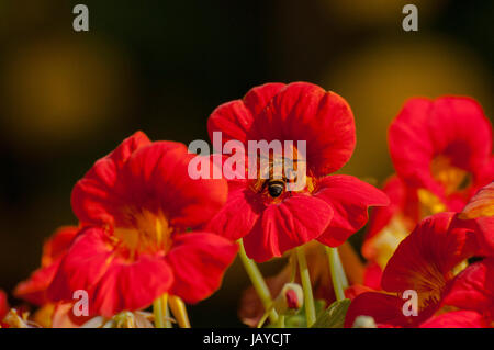 Honigbienen sammeln Nektar aus Blüten Stockfoto