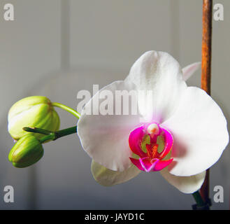 Eine weiße Orchidee auf einem weißen Hintergrund Stockfoto