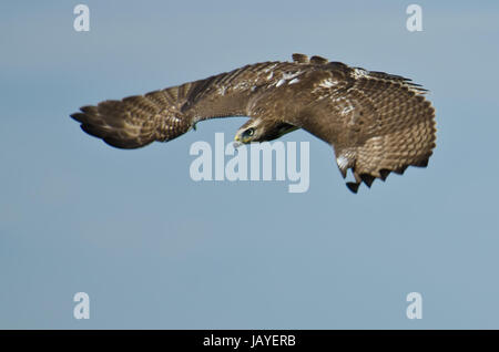 Unreife Red Tailed Hawk auf der Jagd Stockfoto