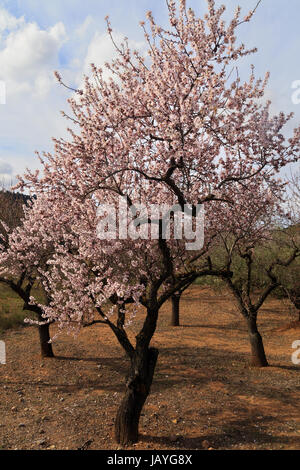 Mandelbaum in Blüte in der Sierra Del Cid in der Nähe von Chovar, Valencia, Spanien Stockfoto