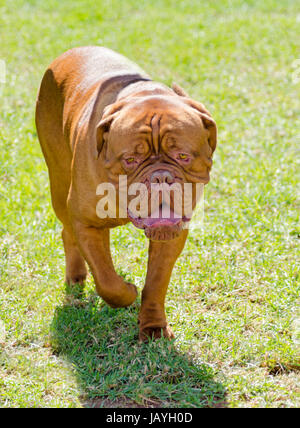 Eine Nahaufnahme von eine junge, schöne, rötlich braun, Mahagoni, Mastino Napoletano Hundewiesen auf dem Rasen, charakteristisch für seine hängenden Falten, die sich auf dem Kopf Falten und breit, flach massive Kopf. Stockfoto