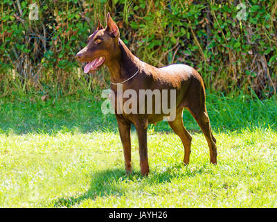 Eine junge, schöne, braune Dobermann stehen auf dem Rasen während seine Zunge heraus und sah glücklich und verspielt. Diese Dobermann hat seine Ohren abgeschnitten und Schweif angedockt. Stockfoto