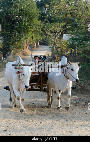 Ochsenkarren auf staubigen Straße im Dorf in der Nähe von Myaing, Myanmar Stockfoto