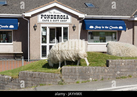 Schafe weiden außerhalb der Ponderosa Cafe und Souvenirshop Horseshoe Pass in Llantysilio oben Llangollen Stockfoto