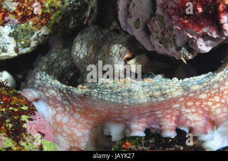Tintenfisch Tentakeln und Sauger, Unterwasser Foto Stockfoto