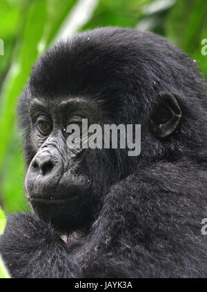 Berg-Gorilla-Porträt in Uganda Stockfoto