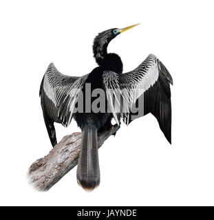 Anhinga (Anhinga Anhinga) männlich, Isolated On White Stockfoto