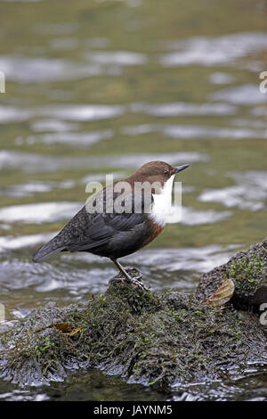 Weißer-throated Schöpflöffel Cinclus Cinclus Fluss Dove Dovedale, Peak District National Park, Derbyshire, England Stockfoto