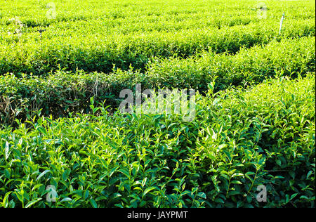 Muster der Teeplantage, Chiang Rai Provinz nördlich von Thailand. Stockfoto