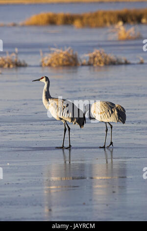 Grus canadensis Sandhill Crane Paar stand auf Eis Bosque Del Apache National Wildlife Refuge in Arkansas USA Stockfoto