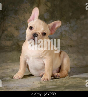 niedlichen Welpen - französische Bulldogge Welpen suchen auf Viewer - 3 Monate alt Stockfoto