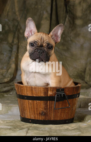 französische Bulldogge Welpen sitzen in ein Waschbecken auf grünem Hintergrund Stockfoto