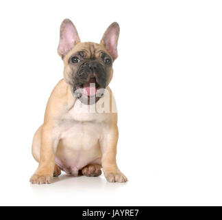 expressive Welpen - französische Bulldogge mit überrascht Ausdruck - 4 Monate alt, isoliert auf weißem Hintergrund Stockfoto
