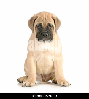 Bullmastiff Welpen sitzen Blick auf Viewer isoliert auf weißem Hintergrund - 8 Wochen alt Stockfoto