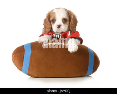 Sport Hund - liebenswerte cavalier King Charles Spaniel sitzt auf gefüllte Fußball - 6 Wochen alt Stockfoto
