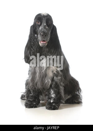 englischer Cocker Spaniel sitzend betrachten Viewer isoliert auf weißem Hintergrund Stockfoto