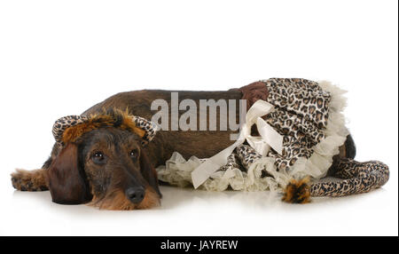 Hund, eine Katze Kostüm - Dackel Festlegung isoliert Stockfoto