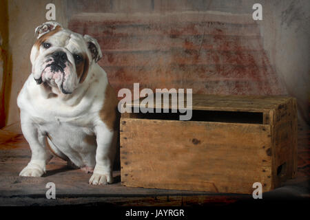 englische Bulldogge sitzend betrachten Viewer - 4 Jahre alt, Männlich Stockfoto