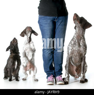 Hund Ausbildung - Frau mit zwei deutschen Kurzhaarkatzen Zeigern und einer gemischten züchten alle suchen Sie sich Ihr Richtung isoliert auf weißem Hintergrund Stockfoto