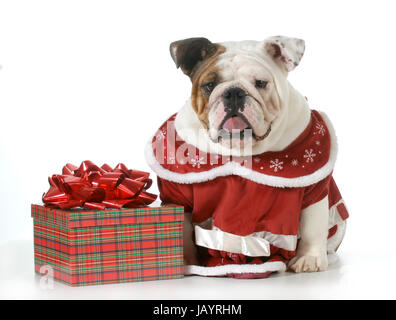 Bull humbug - englische Bulldogge machen sauer Ausdruck sitzen neben Weihnachtsgeschenk Stockfoto