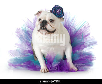 verwöhnten Hund - englische Bulldogge verkleidet tragen eine Tutu isoliert auf weißem Hintergrund Stockfoto