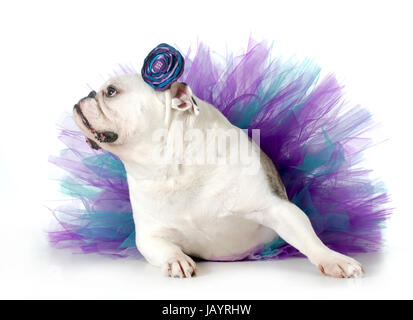 verwöhnten Hund - englische Bulldogge verkleidet tragen eine Tutu isoliert auf weißem Hintergrund Stockfoto