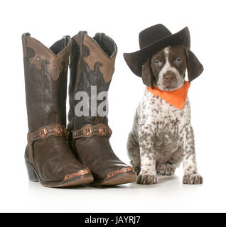 Land-Hund - Deutscher Kurzhaariger Vorstehhund westlichen Hut saß Westernstiefeln isoliert auf weißem Hintergrund - 7 Wochen alt Stockfoto