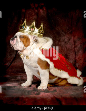 die Qual der Hund - englische Bulldogge gekleidet wie ein König - 4 Jahre alt, Männlich Stockfoto