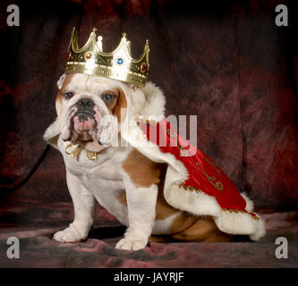 die Qual der Hund - englische Bulldogge gekleidet wie ein König - 4 Jahre alt, Männlich Stockfoto