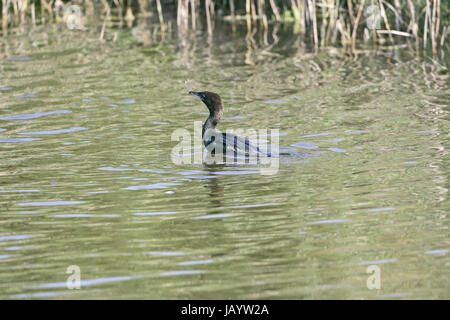 Pygmy Kormoran Phalacrocorax Pygmeus schwimmen in einem Wasserkanal Italien Stockfoto