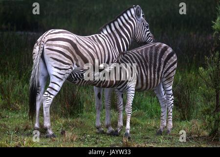 Junge Zebra Spanferkel von seiner Mutter in Südafrika Stockfoto