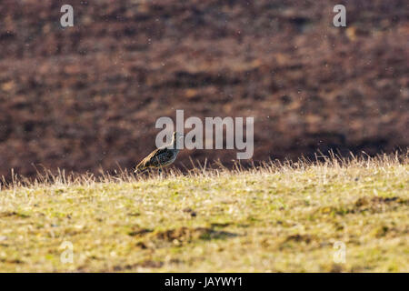 Eurasische Brachvogel Numenius Arquata auf Grünland in der Nähe von Aberfeldy Highland Region Scotland UK Stockfoto