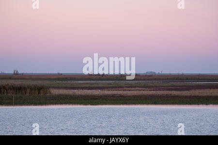 Naturschutzgebiet Oostvaardersplassen in der Provinz Flevoland, Niederlande Stockfoto