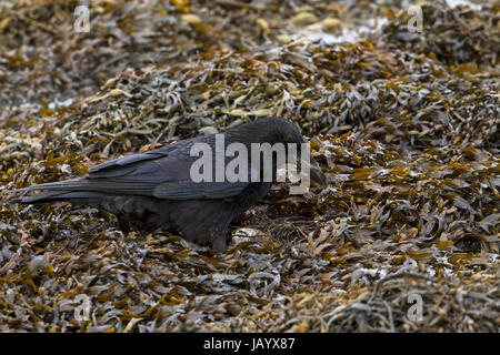 AAS-Krähe Corvus Corone Corone Fütterung unter Blase Wrack Fucus Vesiculosus bei Ebbe Langstone Harbour Hampshire England UK Januar 2016 Stockfoto