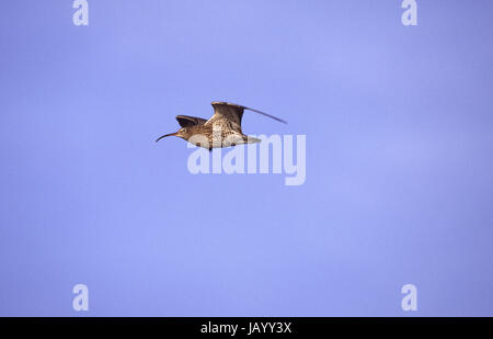 Eurasische Brachvogel Numenius Arquata im Flug Farlington Sümpfe Hampshire England Stockfoto